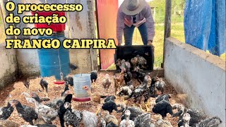 COMO FAZER UM FRANGO CAIPIRA SIMPLES E DELICIOSO  PARTE 3 [upl. by Elvie]