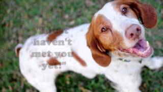 American Brittany Rescue Jobey [upl. by Aubrie]