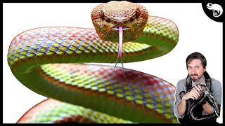 The COMPLETE Phylogeny of Snakes [upl. by Vladimir]