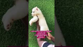 HUSKY WOLLY COT FEMALE PUPPY AVAILABLE 📍LOCATION PUNE AGE PUPPY36 DAY PUPPY BIRTHDATE 1762024 [upl. by Nothsa]