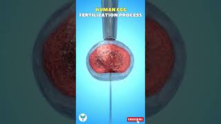 Human Egg Fertilization Process  Fertilization  IVF Process fertilization pregnancy shorts [upl. by Amalbena]