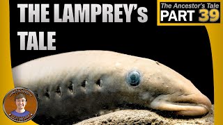 The Lampreys Tale [upl. by Aninaig]