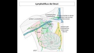 Lymphabfluss der Brust  Strahlentherapie Prof Hilke Vorwerk [upl. by Enak]