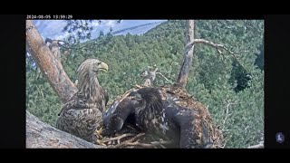 White Tailed Eagle drops fish just in time for excited Eaglet to claim it 🐟🦅 [upl. by Brockie]