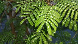 An Overview of Flavonoids and Antioxidant Potential of Prosopis cineraria [upl. by Straub871]