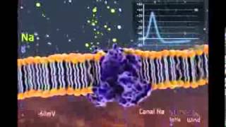 Propagação do impulso nervoso [upl. by Ver]