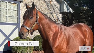 Breeders Cup Champions Draw a Crowd at Ashford Stud [upl. by Cathyleen]