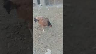 Amroha murgamiawaliaseel birds aseelmurgah aseellover aseelmurgalover aseel [upl. by Harvie]