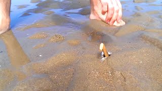 How to Catch a Razor Fish  Clam with just Salt [upl. by Seana932]