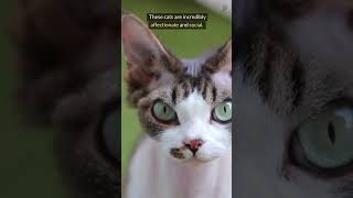 Cornish Rex Cat The Weirdest Cat Breed Youve Never Heard Of [upl. by Levon]