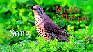 Mistle Thrush SongBeautiful VoiceTurdus viscivorus [upl. by Carver]