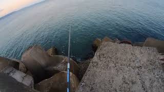 Tailor fishing at Wollongong Harbour [upl. by Lewes]