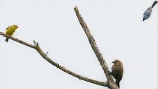 Goldfinch amp Cowbird Divebombed by Gnatcatcher [upl. by Downs25]