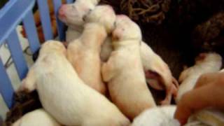 Newborn Dalmatian Puppies [upl. by Esirrehc]