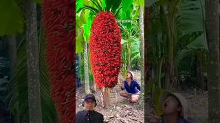 LOMBOK PISANG banana chili garden plants food funny streetfood gardening storywa [upl. by Xylon]