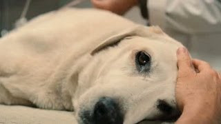 Top 10 Saddest Animal Deaths in Movies [upl. by Yrdua]