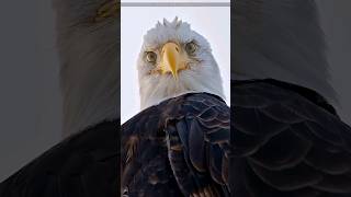 Why Do Eagles Form Death Spirals [upl. by Retxed]