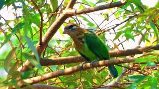 Lineated barbet Psilopogon lineatus  Asian barbet [upl. by Atterrol]