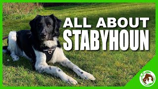 All about the Stabyhoun Dog Breed [upl. by Ginnie]