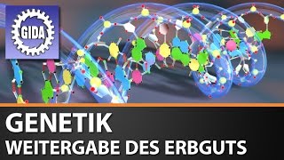 Trailer  Molekulare Genetik  Weitergabe des Erbguts  Biologie  Schulfilm [upl. by Sophia916]