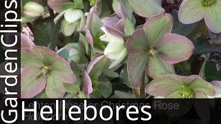 Lenten Rose or Christmas Rose  Hellebore  How to Grow Hellebores helleborus [upl. by Lovering]