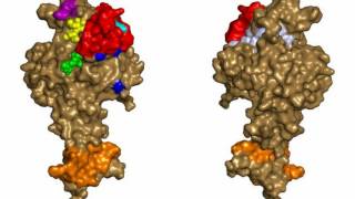 Difference Between Monoclonal Antibodies and Polyclonal Antibodies [upl. by Uahsoj]