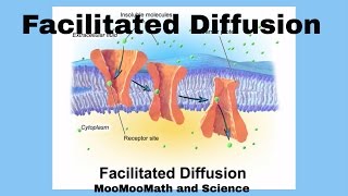 Facilitated Diffusion [upl. by Rossuck]