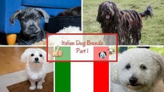 Italian Dog Breeds Part 1 [upl. by Hawken472]