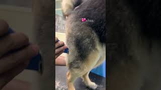 alexagsdpetsyoutubeshortstrendingshortstrendinggroomingoldsongytytshortsindiaanimalsdog [upl. by Austina]