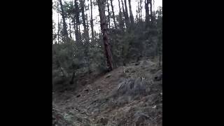 Multiple Skinwalkers Screaming at each other in the Gila National Forrest Skinwalker scream [upl. by Aneed]