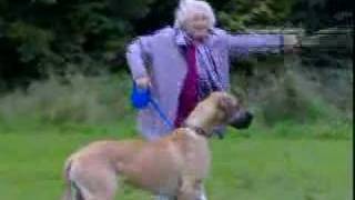 old lady gets pulled away by big dog [upl. by Nos380]