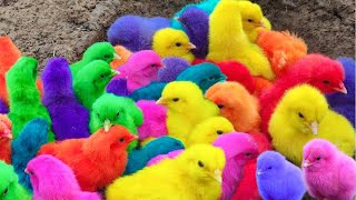 Tangkap Ayam Lucu Ayam Warna Warni Ayam Rainbow Bebek Angsa Ikan Hias Hamster Kelinci Kura [upl. by Auqenet]