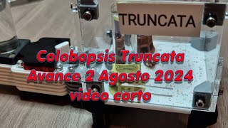 Colobopsis Truncata Avance 2 agosto 2024 [upl. by Stanfill]