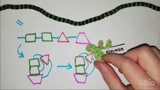 What is Phosphorylation [upl. by Beuthel]