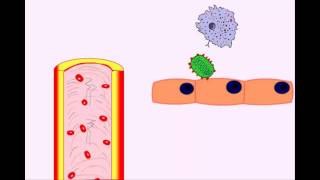 USMLE Animated Immunology  Infection amp Acute Inflammation  Monocytes amp Macrophages [upl. by Gintz825]