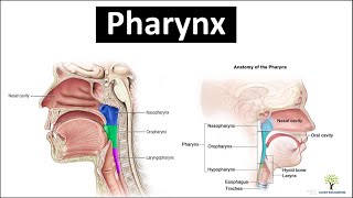 What is Pharynx [upl. by Sigismondo]