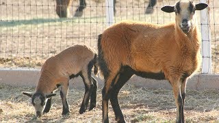 Barbados Blackbelly Sheep  Disease Resistant Adaptable [upl. by Akehsar]