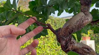 SISTEMO UN FICUS GINSENG BONSAI  Potatura e trattamento cocciniglia [upl. by Oidgime108]