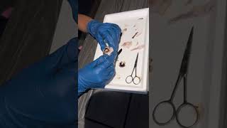 BIO168 Cow Eye Dissection [upl. by Ynnal]