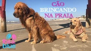 GOLDEN RETRIEVER BRINCANDO na PRAIA [upl. by Dreda335]