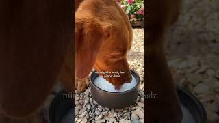 Einfacher Trick damit Dein Hund mehr trinkt 🐶💧 hundegesundheit [upl. by Eicirtap]