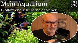 Bioflow endlich Garnelensicher  Mein Aquarium 83 [upl. by Nivlac]