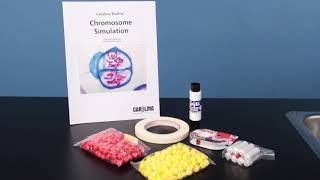 Chromosome Simulation Kit [upl. by Rumit]