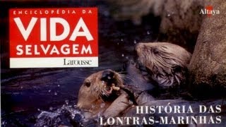 Vida Selvagem  História das Lontras Marinhas  Parte 1  5 [upl. by Congdon980]