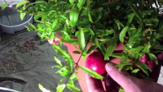 Fruiting dwarf pomegranate [upl. by Sadler]