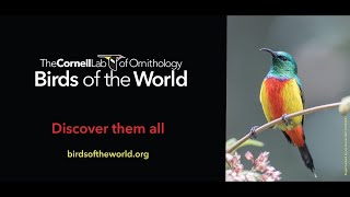 Birds of the World Indepth species accounts for every bird in the world [upl. by Ayojal]