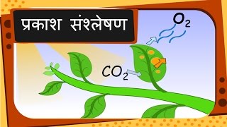 Science  पौधों का भोजन और प्रकाश संश्लेषण Plants food and Photosynthesis  Hindi [upl. by Ube]