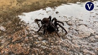 Miles de arañas gigantes invaden las casas tras las inundaciones en Australia [upl. by Belvia]