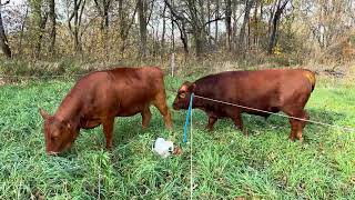 Rotational grazing lane 1 on our small ranch 20241103 smallranch rotationalgrazing cow [upl. by Ezar]