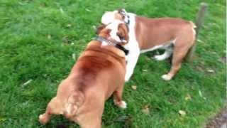 English Bulldog fight [upl. by Opportina202]